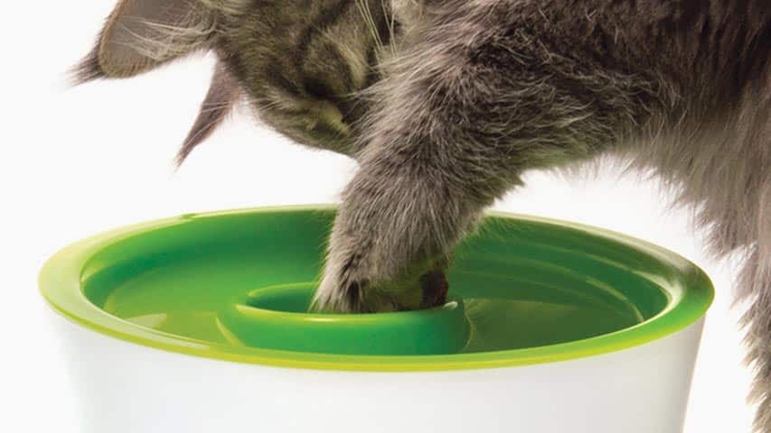 Slow feeder has built-in cup filled with dry cat food or treats