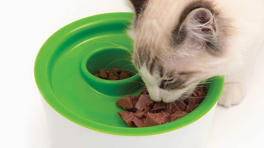 Raised cat food bowl with whisker-friendly design