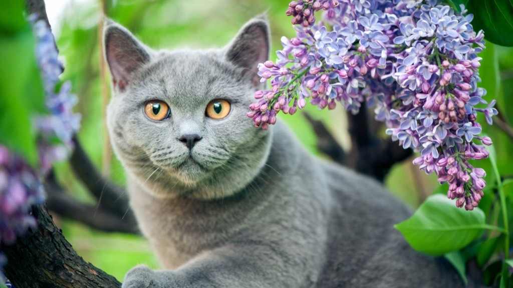 Welche Blumen und Pflanzen sind für Katzen gefährlich?