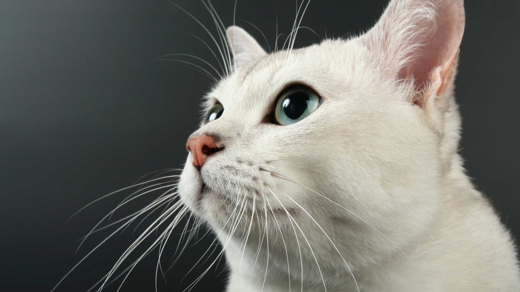 Why do cats have whiskers?