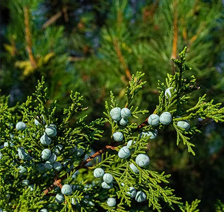 Baies de genévrier savin (Juniperus sabina)  