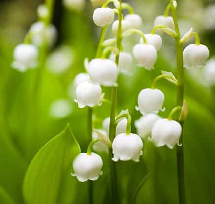 Lily of the valley (convallaria majalis)