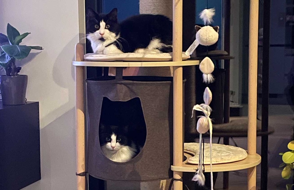 Pandy Home Finding Panda and Pooky a forever home - Catit