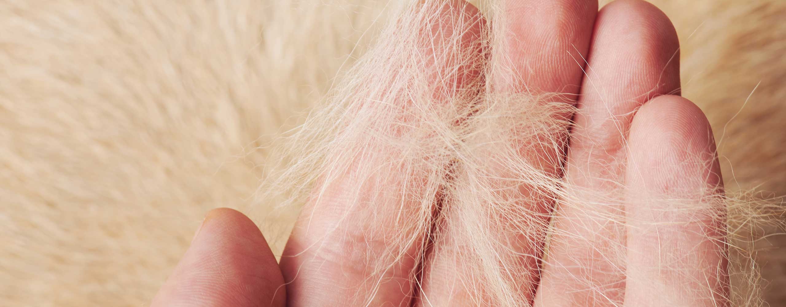 Help! My cat is shedding