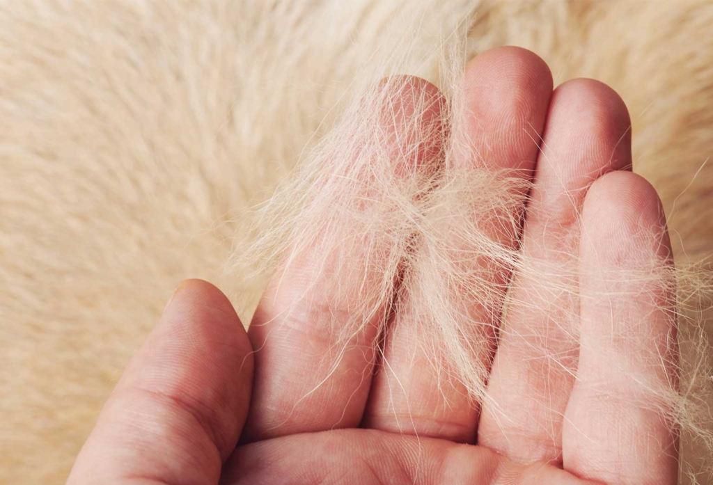 Help! My cat is shedding