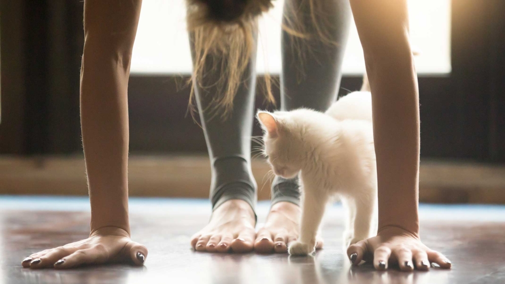 ¿Cómo hacer yoga con gatos?
