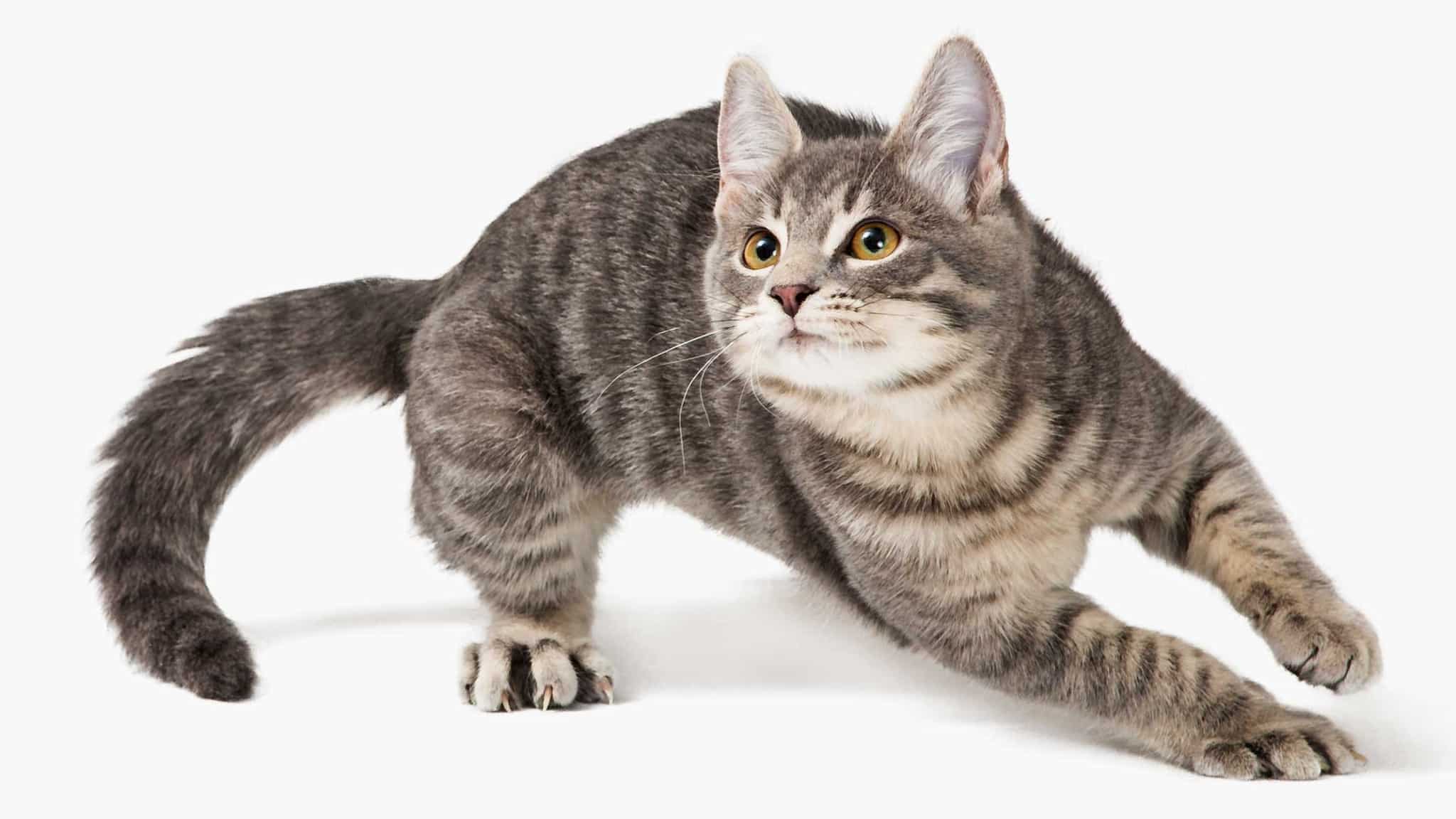 Why does my cat get the zoomies, and is it normal? - Catit