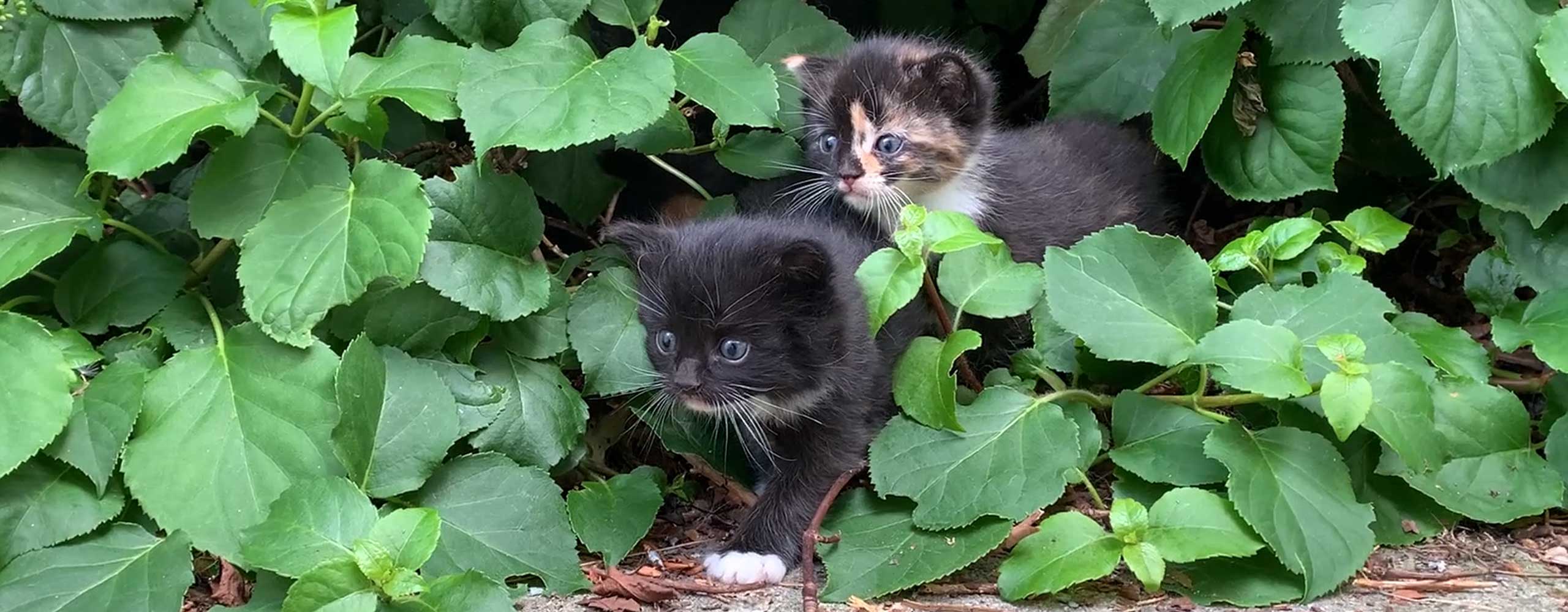 Anne found a litter of kittens in her garden