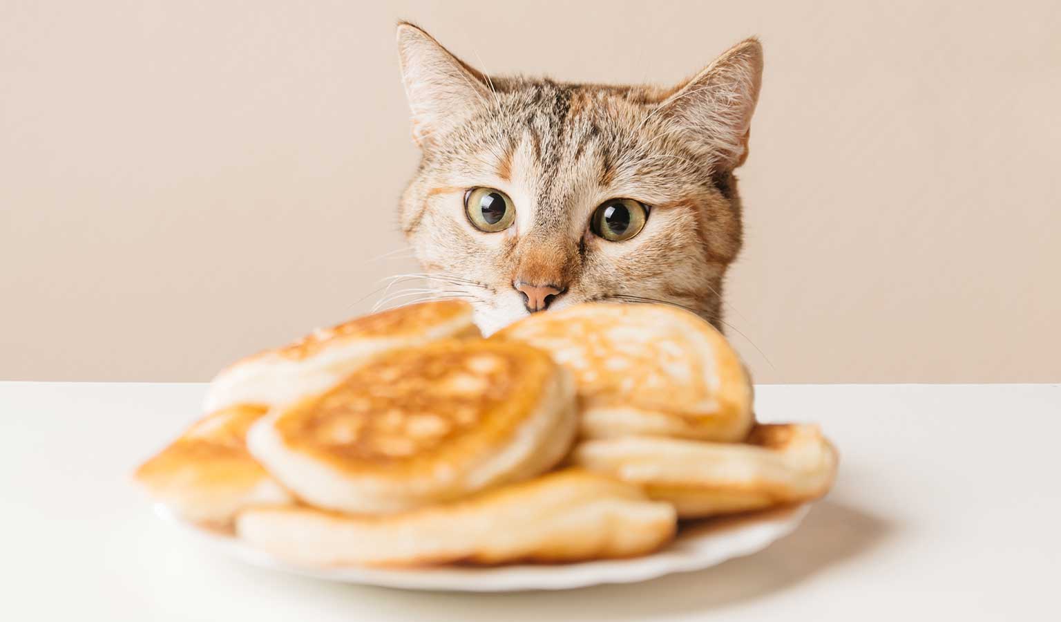 Human food that is dangerous for cats
