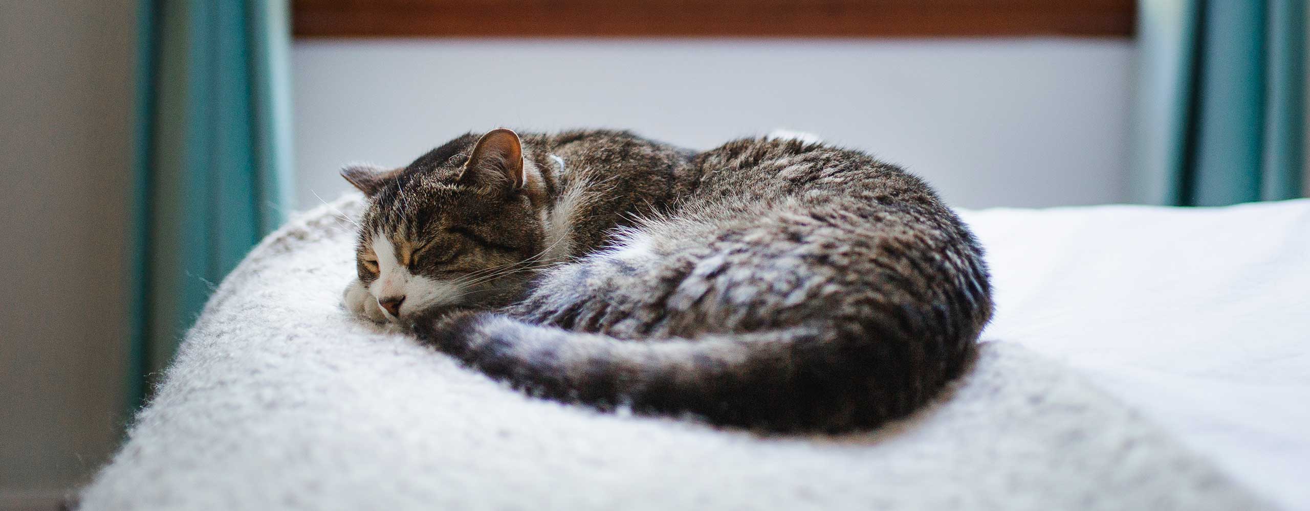 Our 5 easy care tips for your senior cat