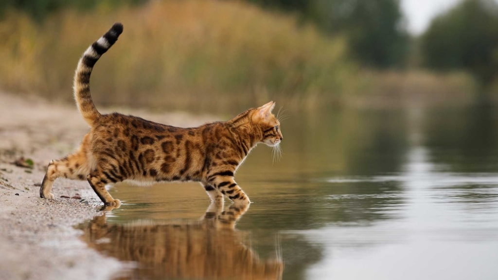 Plus de 10 races de chat qui aiment l’eau