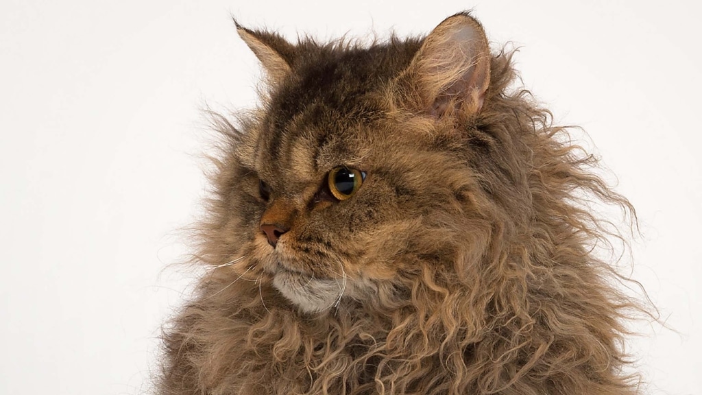 4 cat breeds that come with a curly coat