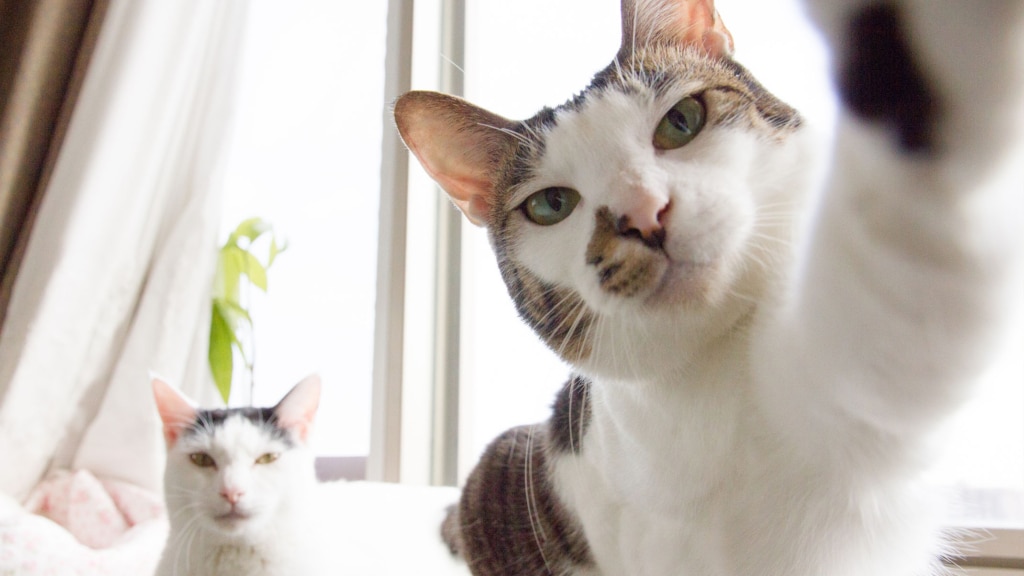 11 astuces pour prendre de magnifiques photos de votre chat avec votre téléphone intelligent