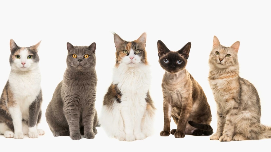 ¿Existen gatos que no den alergia o gatos hipoalergénicos?