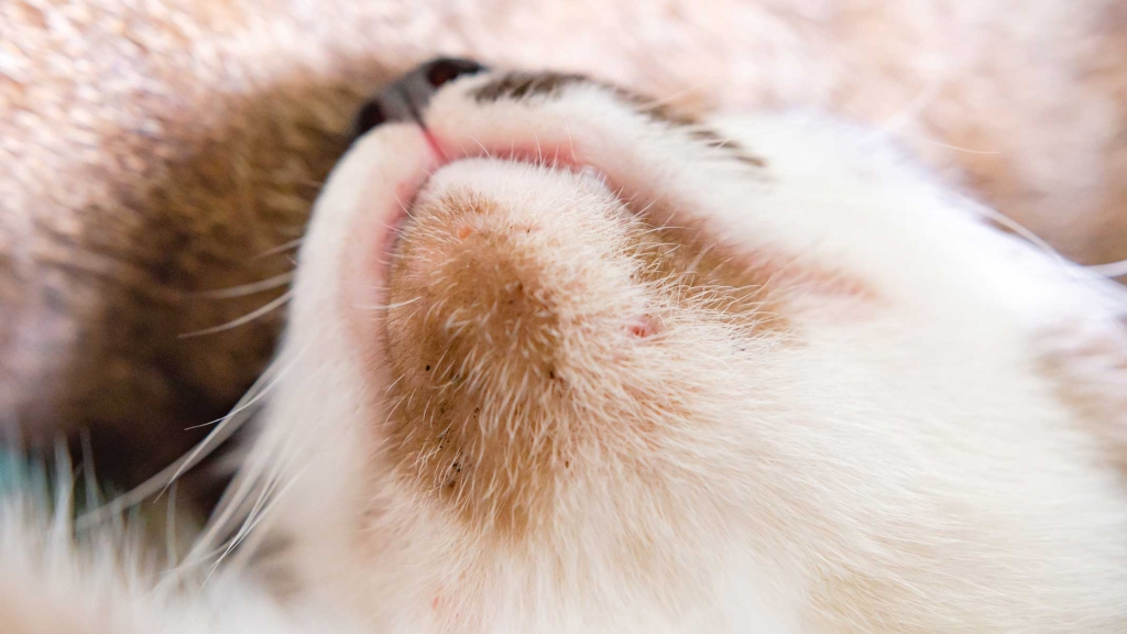 What is feline acne and how to prevent it?