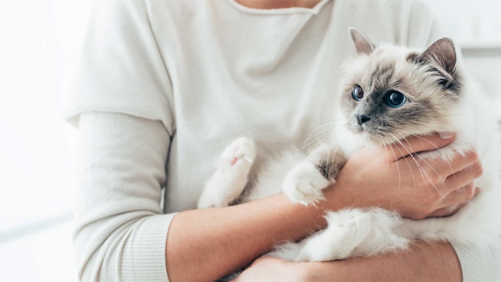 ¿Qué hacer cuando alguien en casa es alérgico a los gatos?