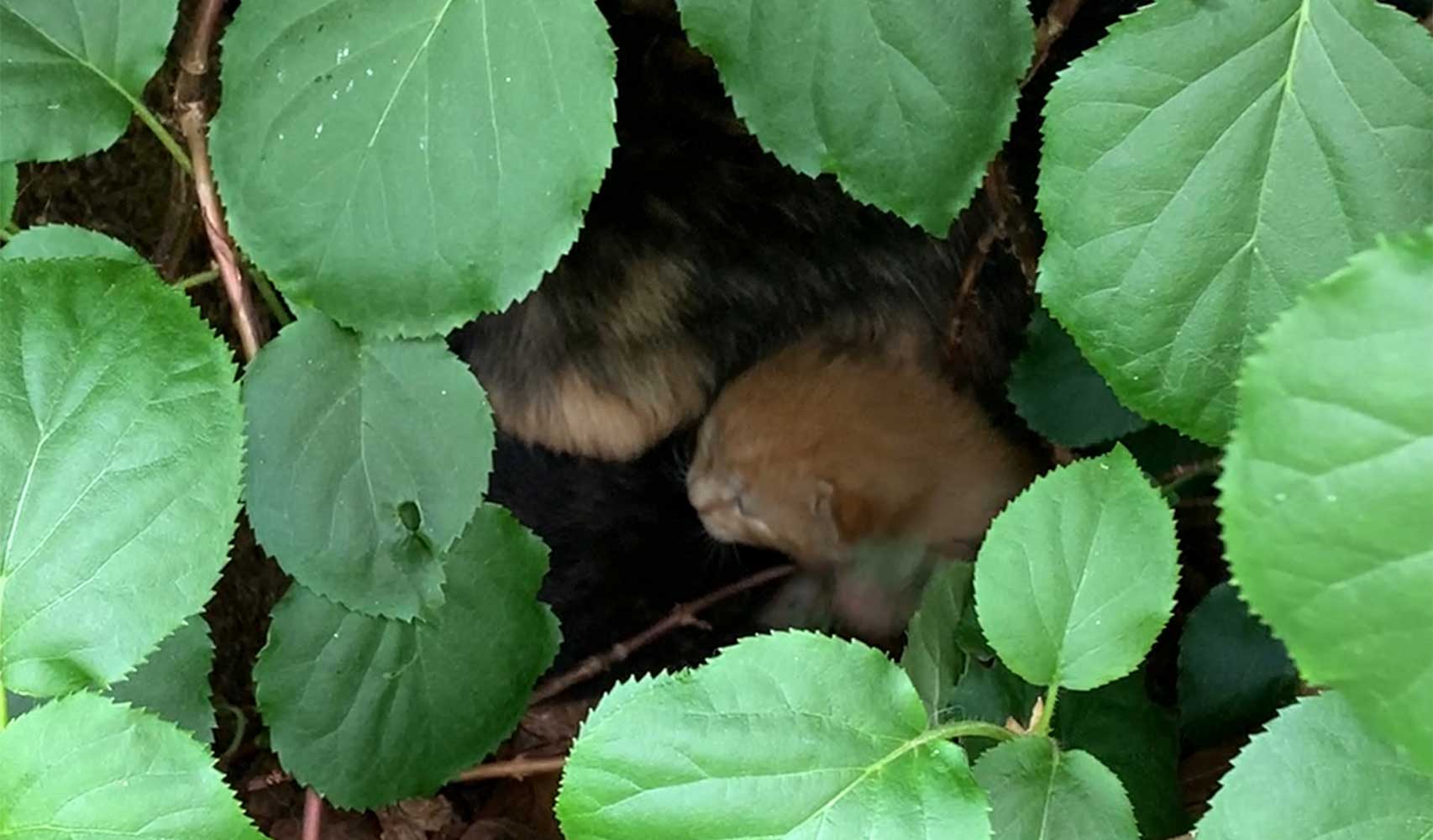 Gatitos debajo de un arbusto
