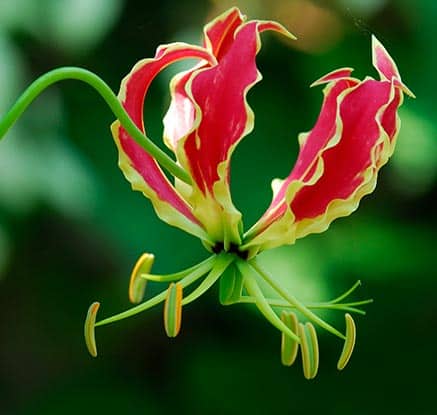 Flame lily (gloriosa)
