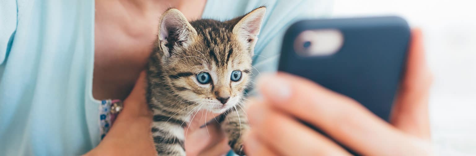 Gato viendo el teléfono