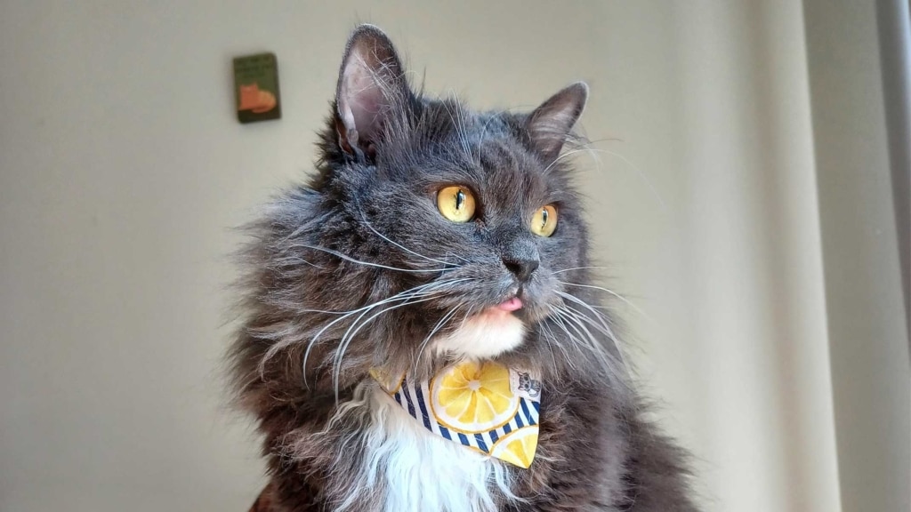 MoeGrey, il gatto di supporto emotivo