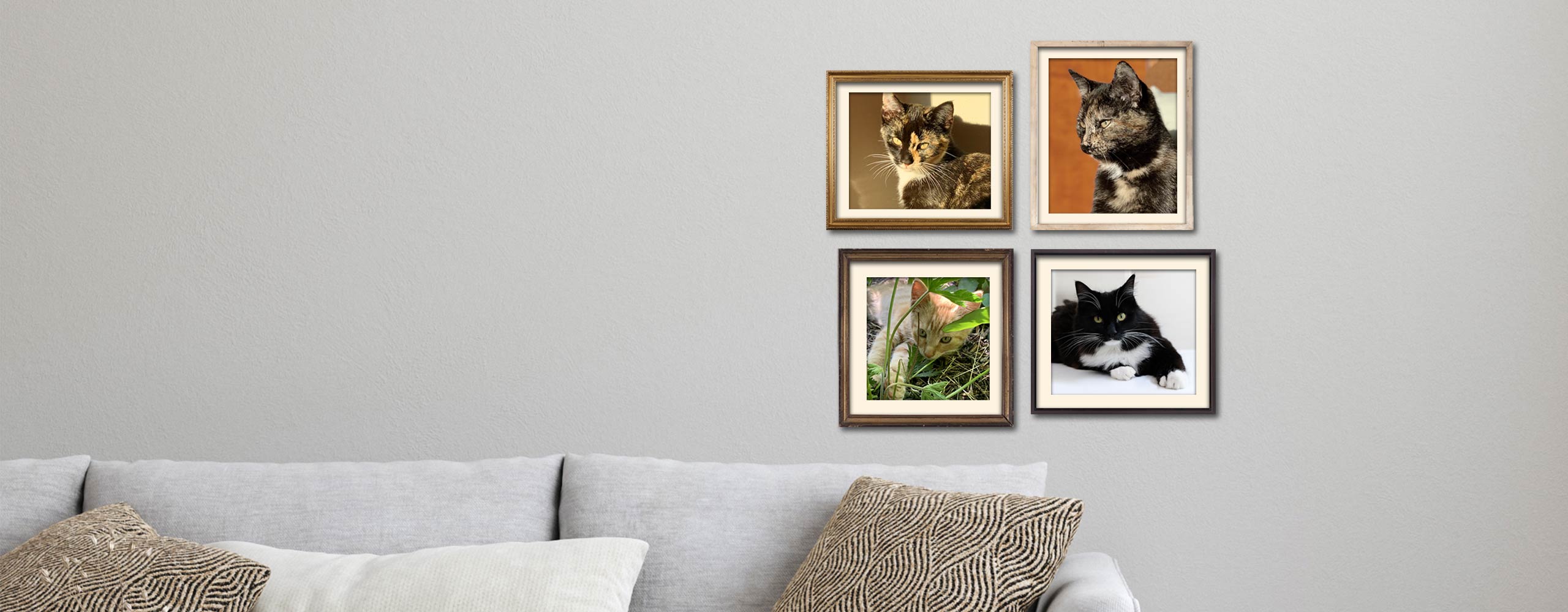 cat picture wall