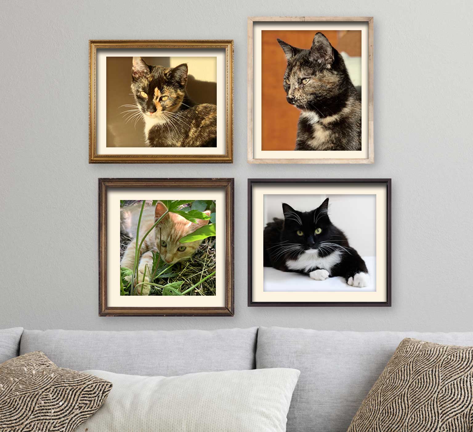 Add your adopted cat to our wall!