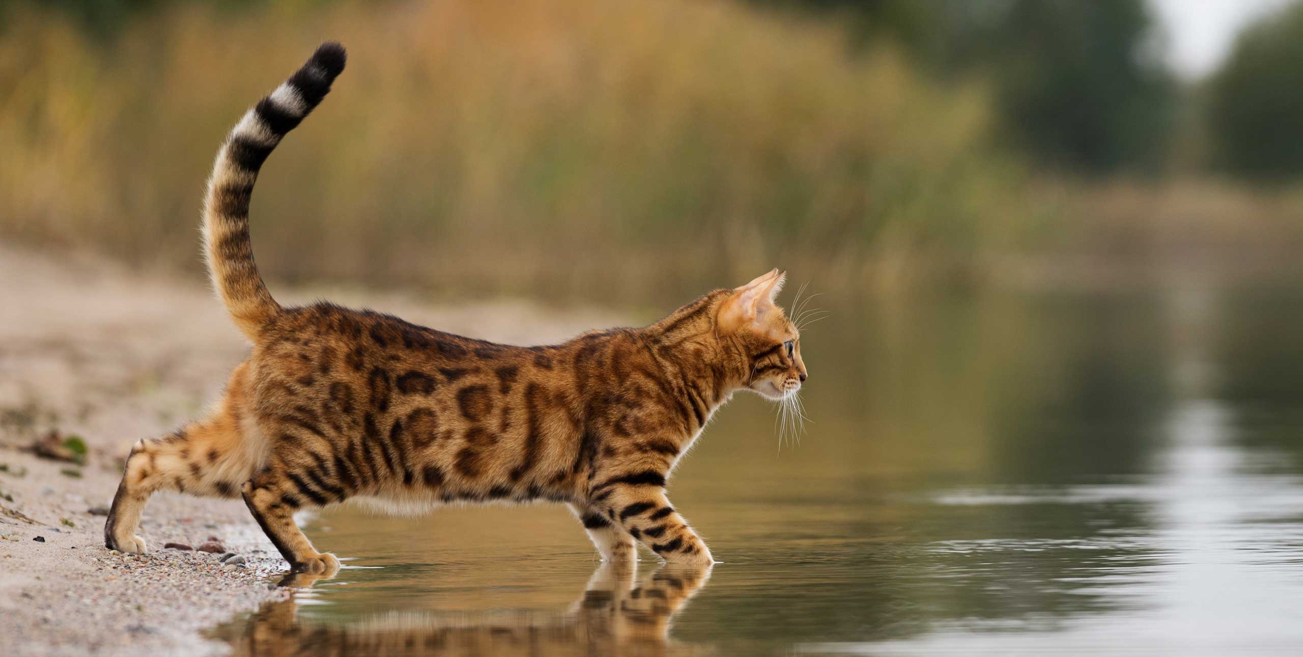 Cat in water