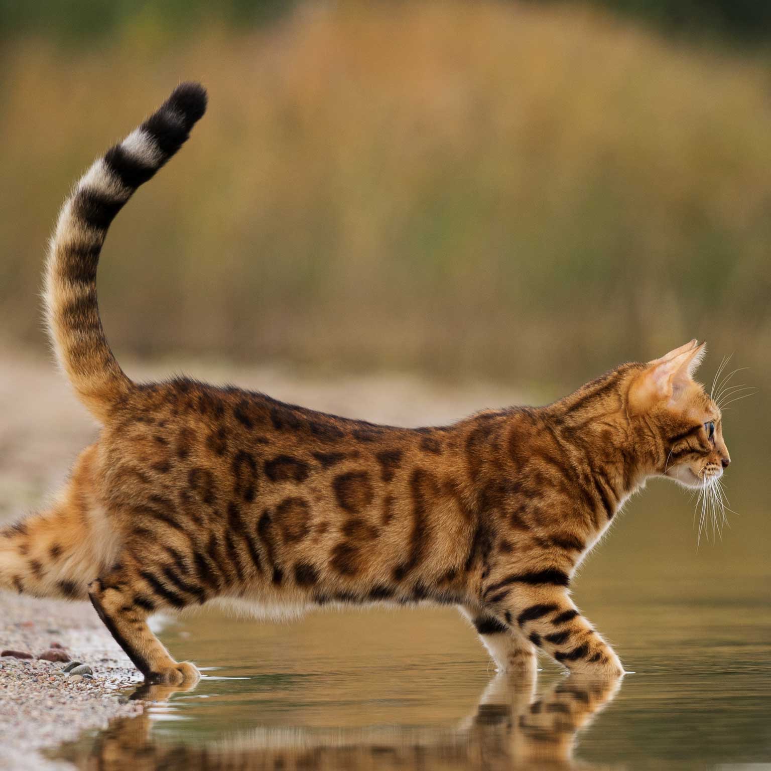 Chat qui aime l'eau