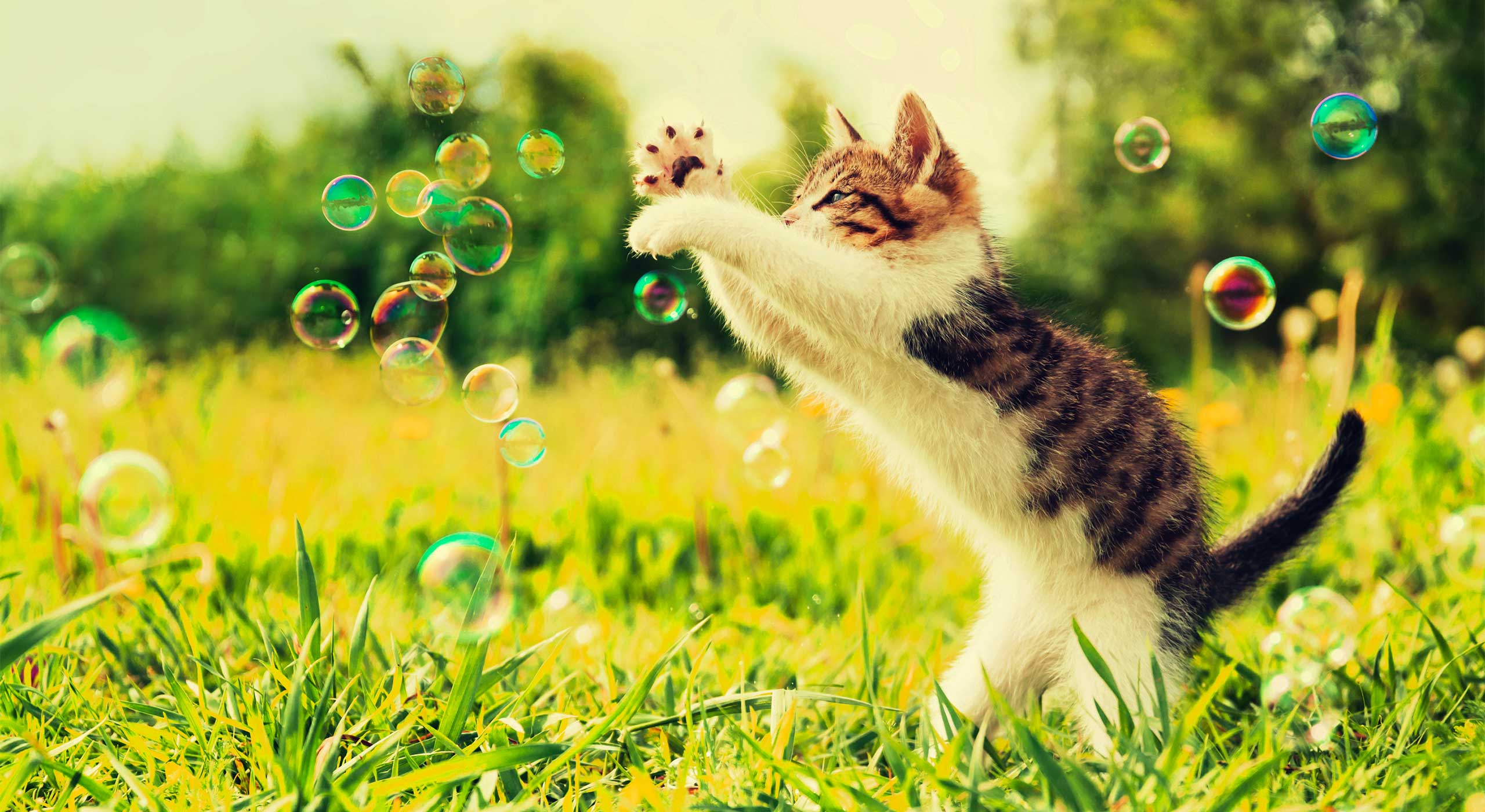 Kat met kattenkruidbubbels