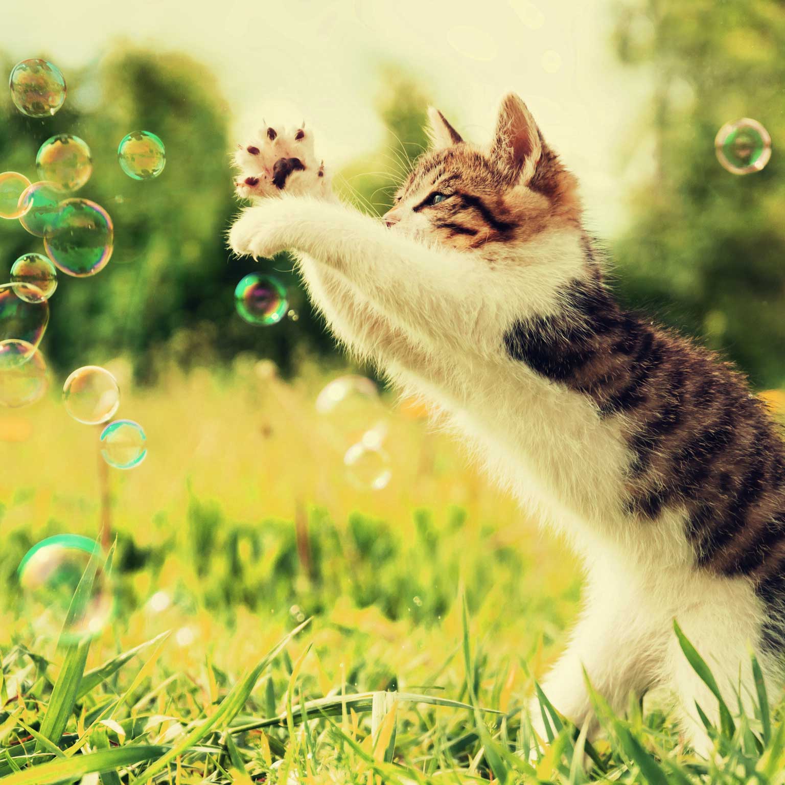 Burbujas de Catnip Catit
