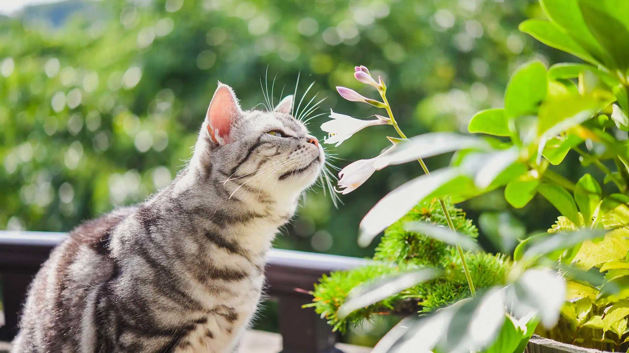 Katzen und Blumen und Pflanzen