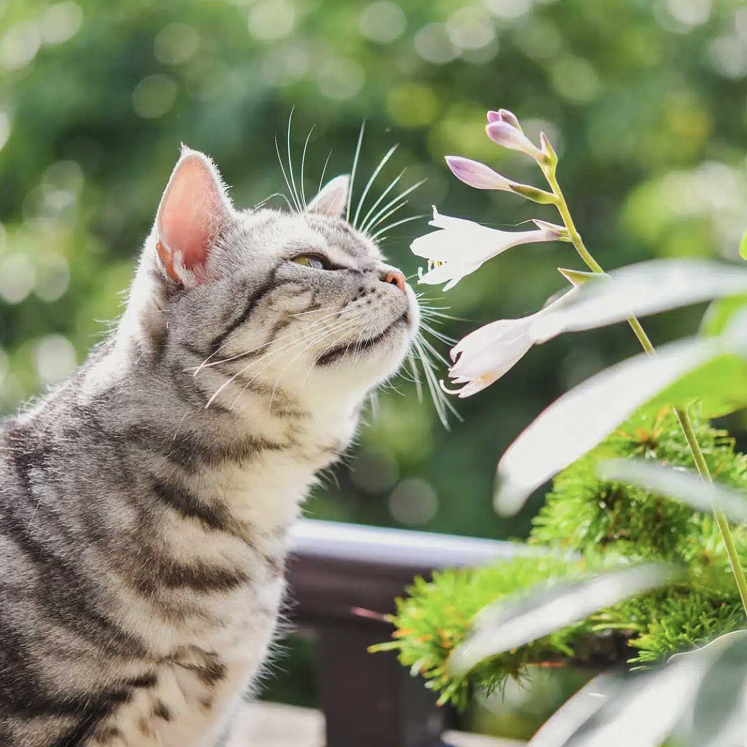 Katzen und Blumen und Pflanzen