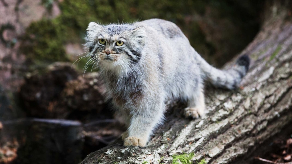 All you ever wanted to know about the Pallas’s cat