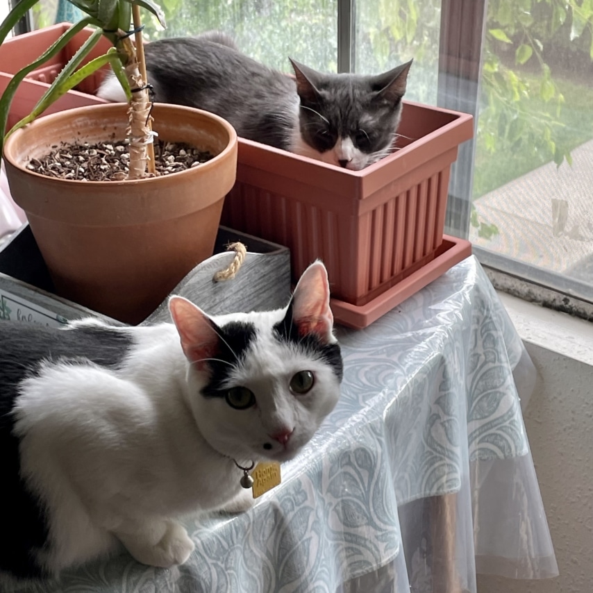 Ammon (front) & Amina (in planter)
