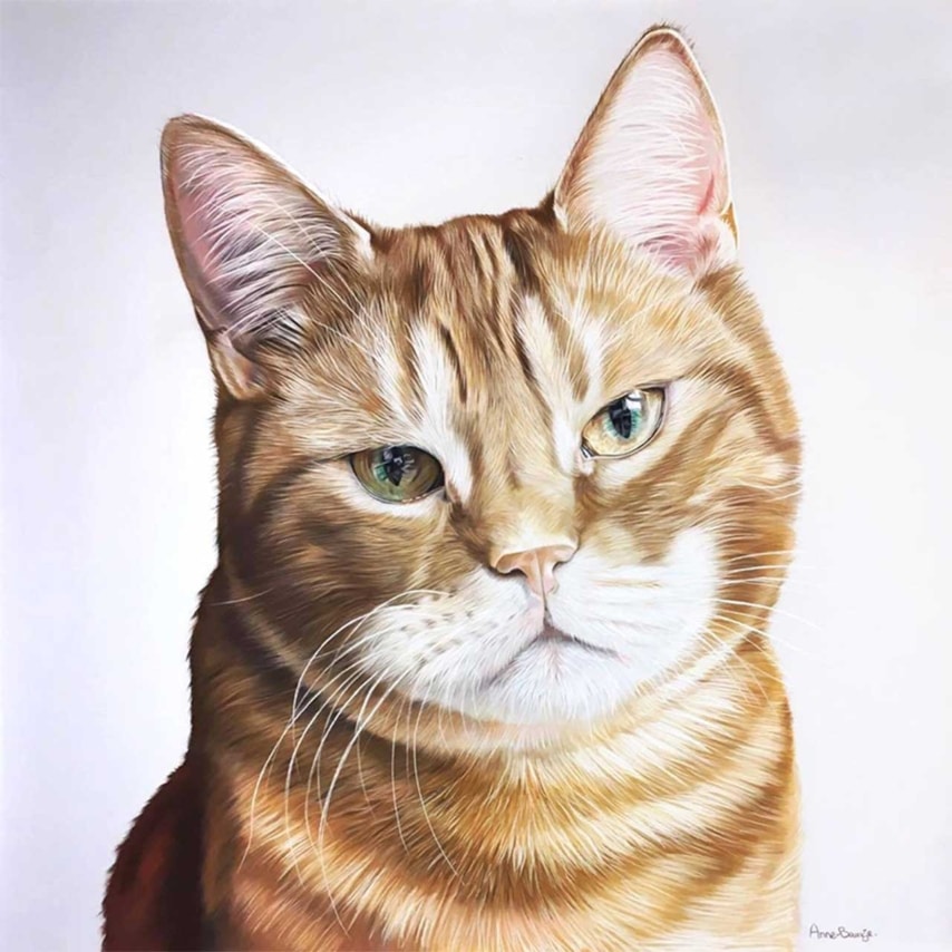 Orange Tabby Cat