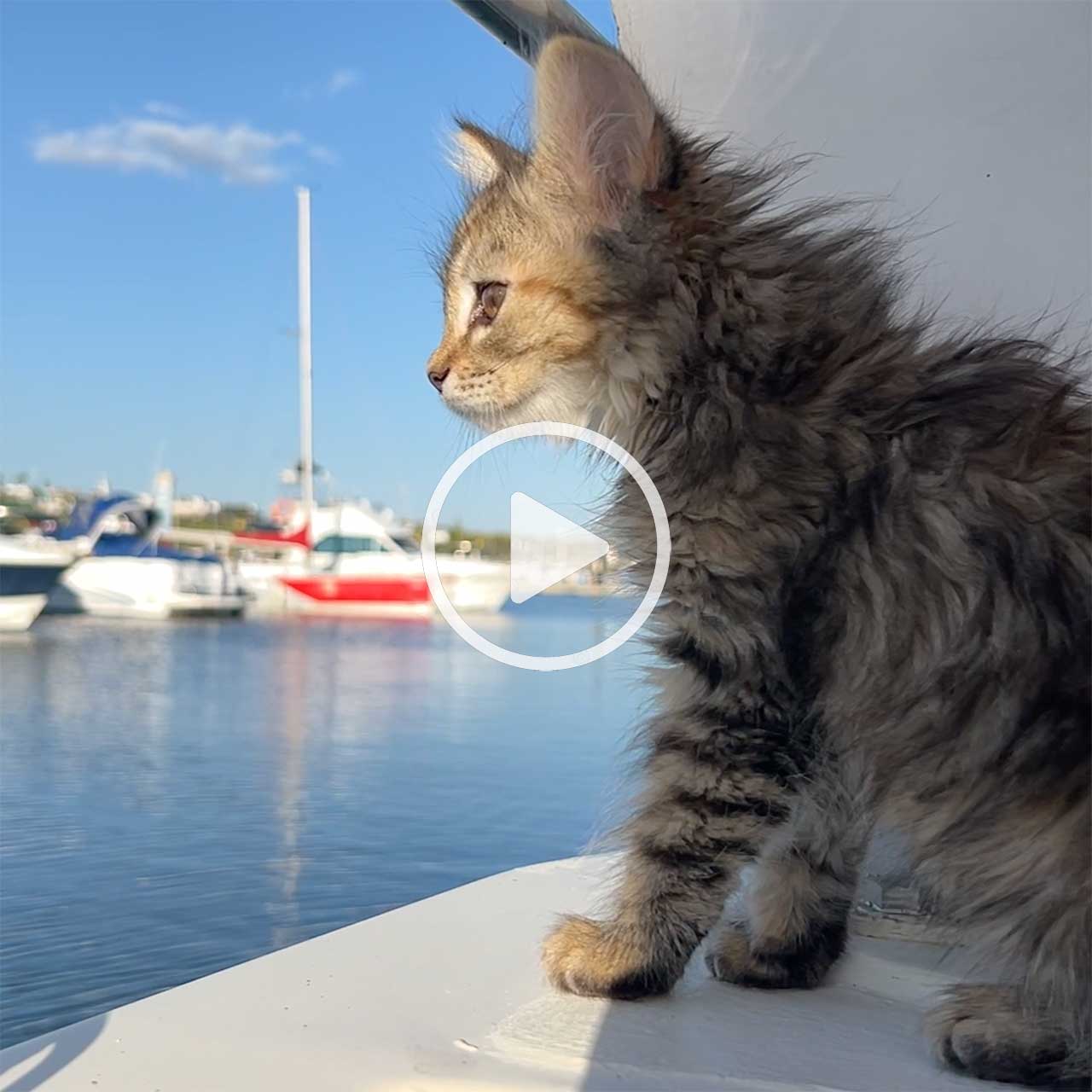 Dürfen wir vorstellen: Darya, das Kätzchen, das auf einem Boot lebt! (video)