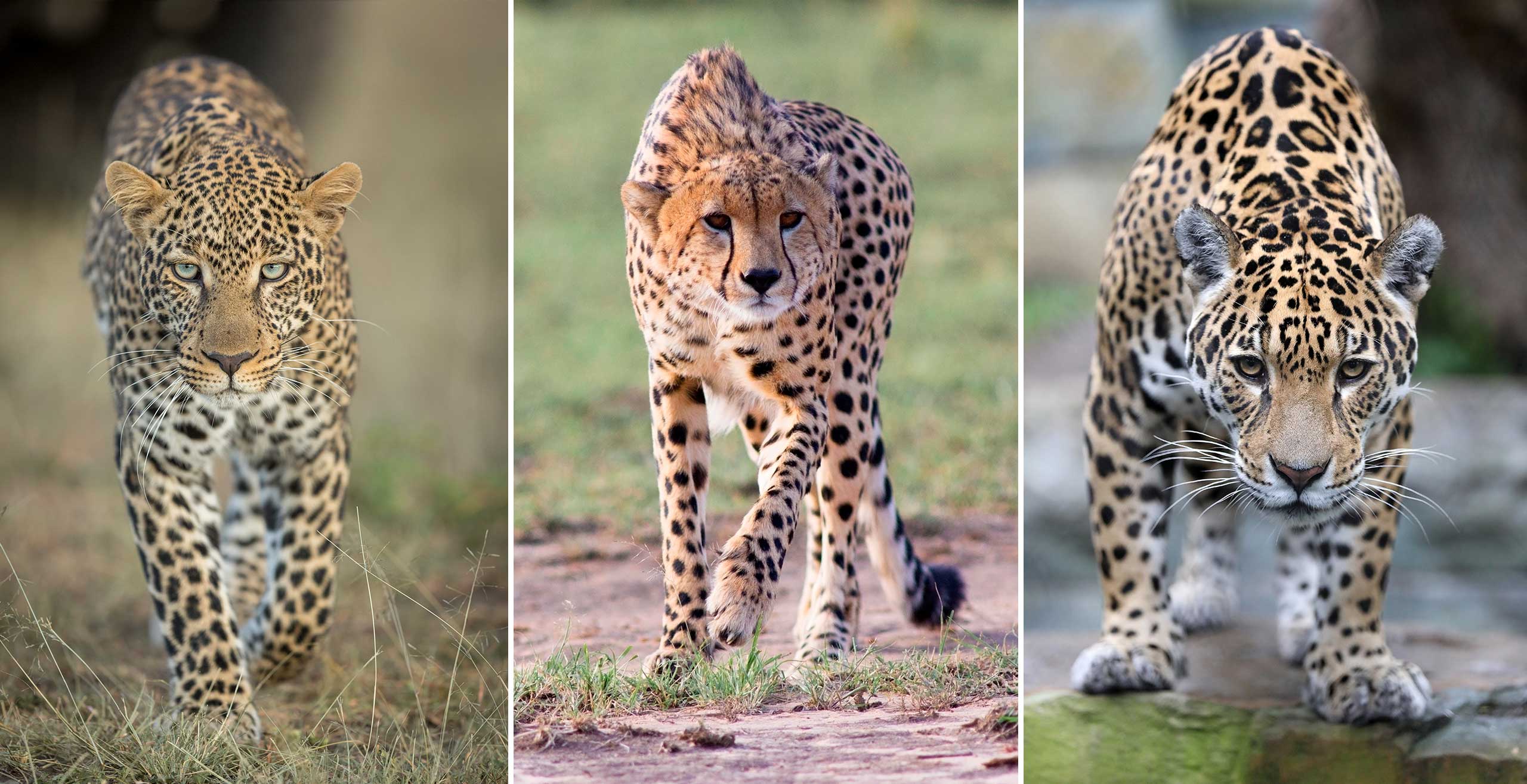 If a jaguar, a cheetah, and a leopard would race each other, who would win?