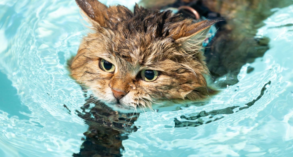 Why some cats love water, but most very much don’t