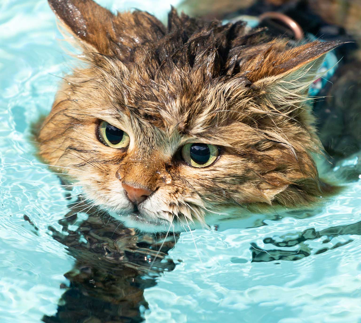 Why some cats love water, but most very much don’t