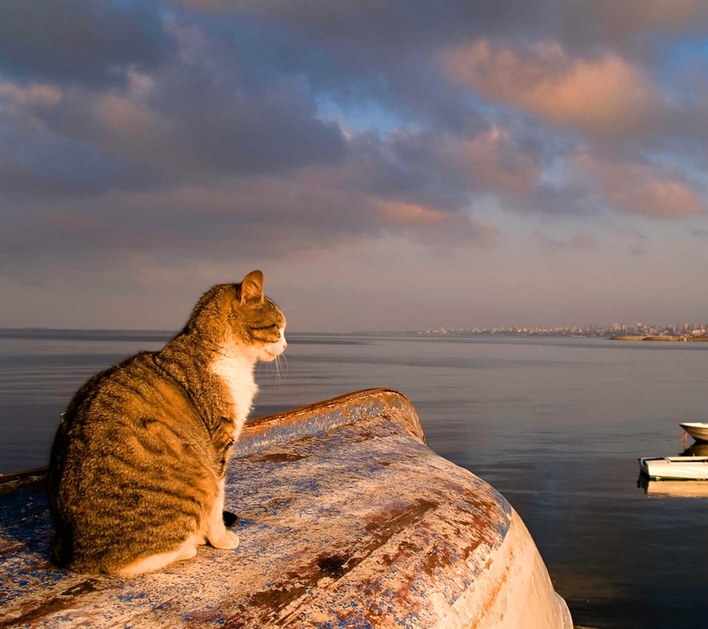 How cats conquered the world