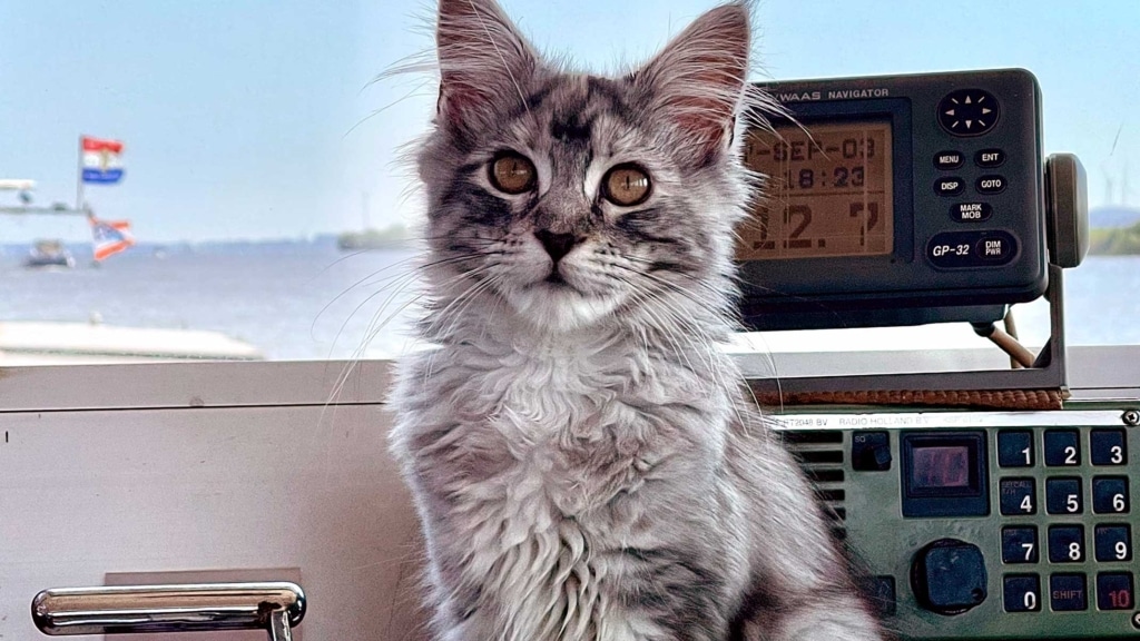 Voici Zena, le chat de navire hollandais!