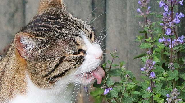 Cat in garden