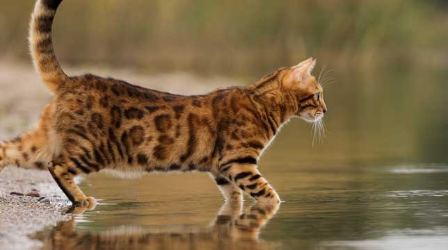 Wasserliebende Katze