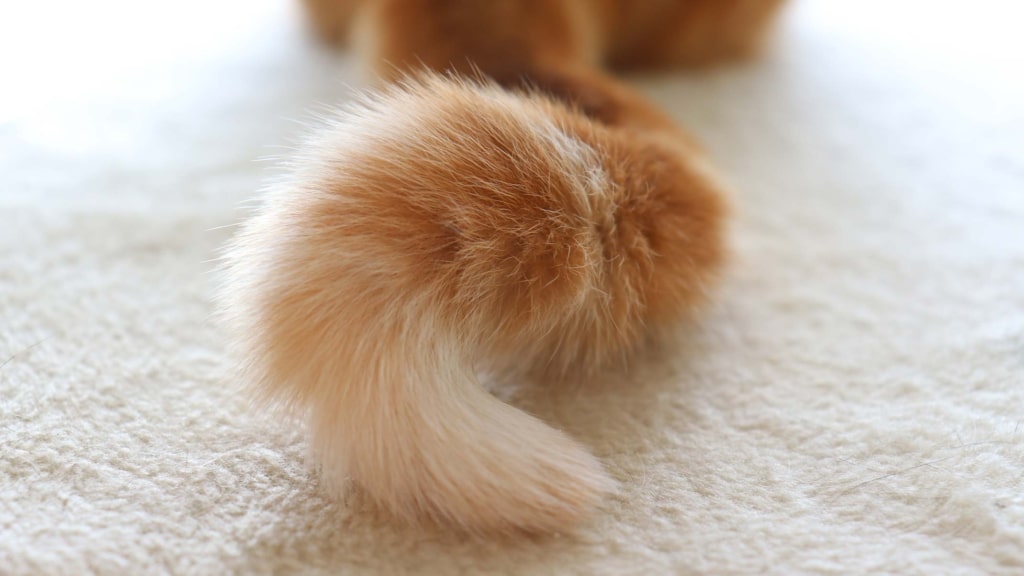 Cat speak: what your cat’s tail is telling you