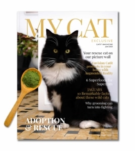June 2023 issue of My Cat magazine featuring a black and white cat and a wooden spoon of catnip