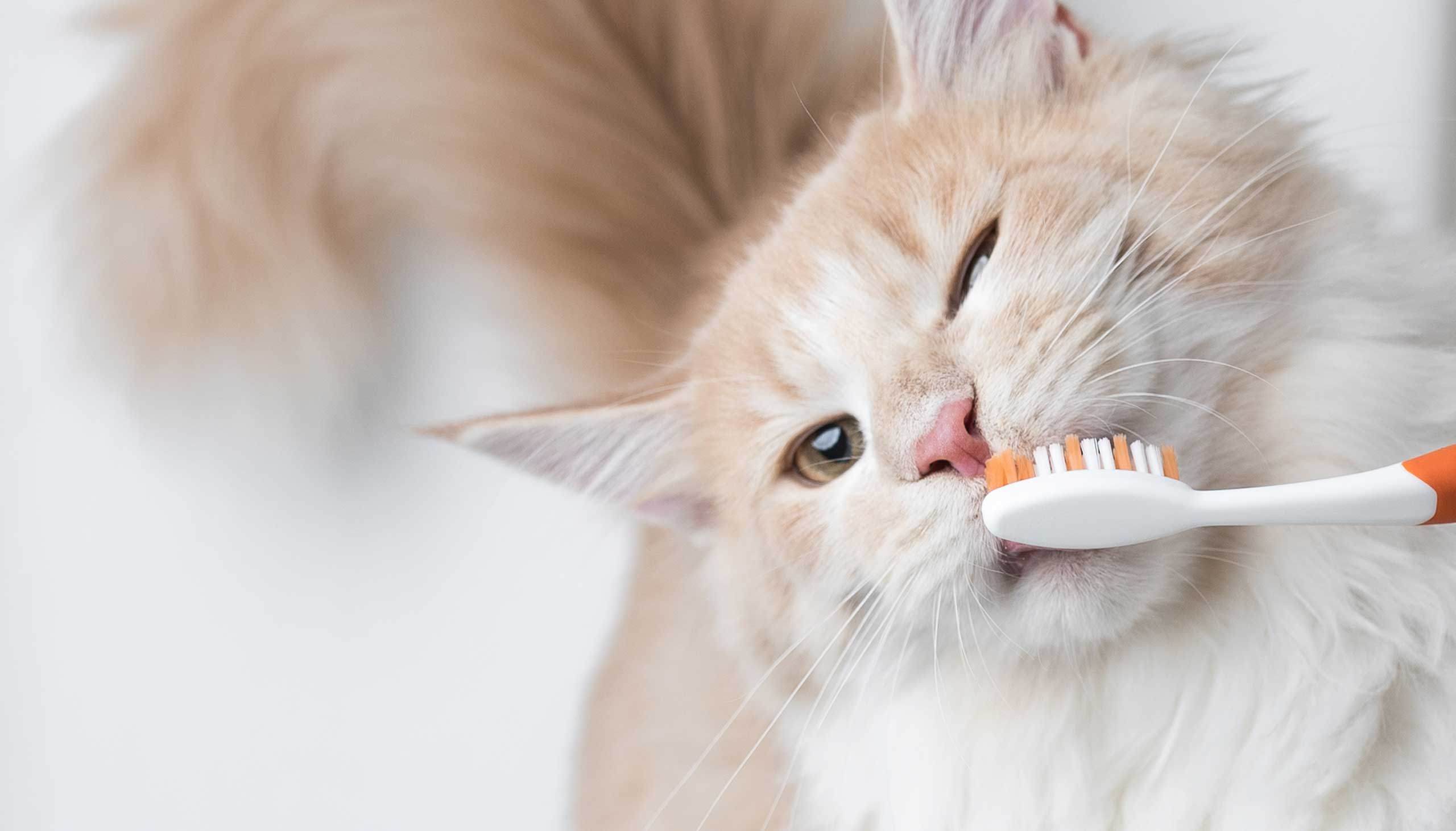 Our tips and tricks on how to take care of your cat’s teeth