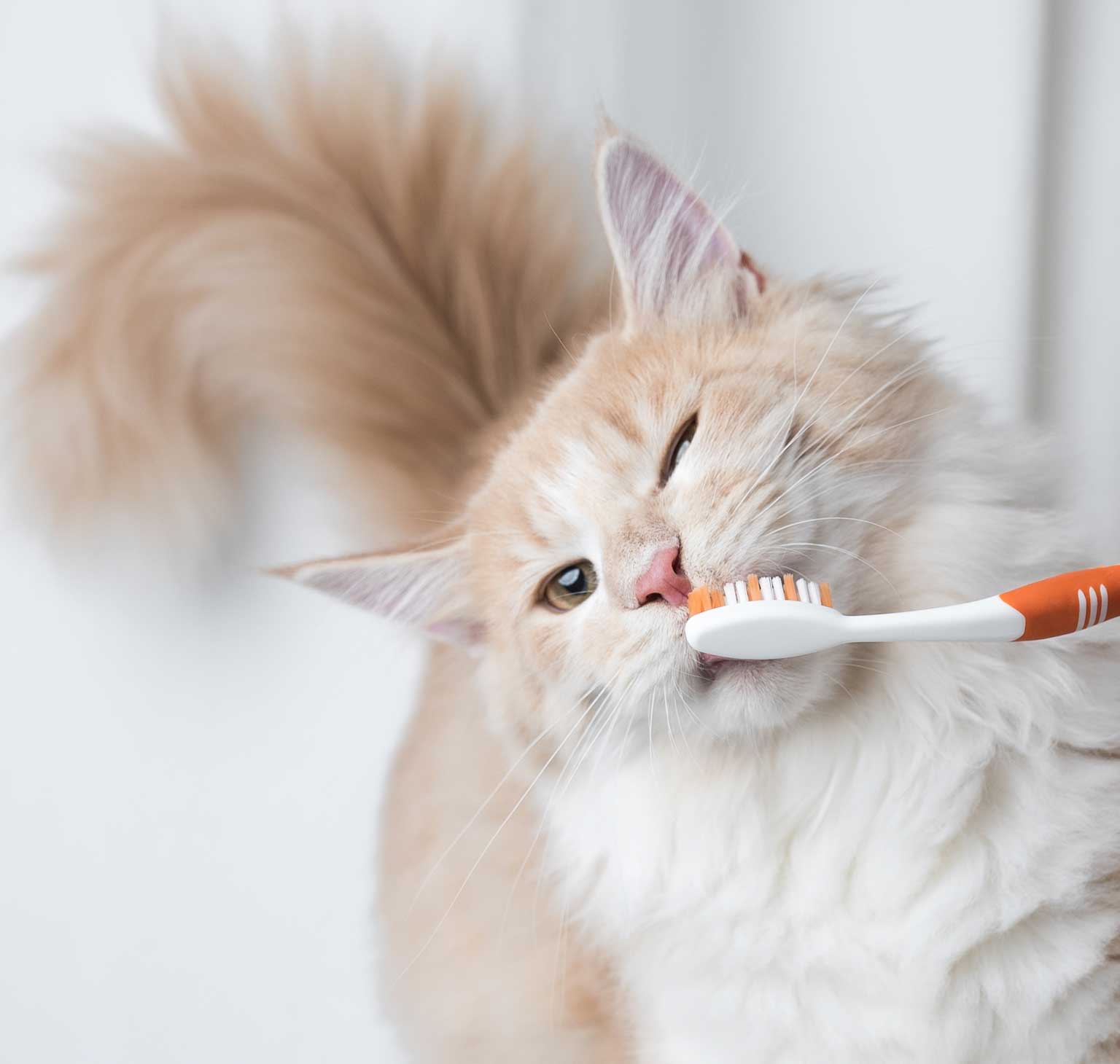Zo verzorg je het gebit van jouw kat