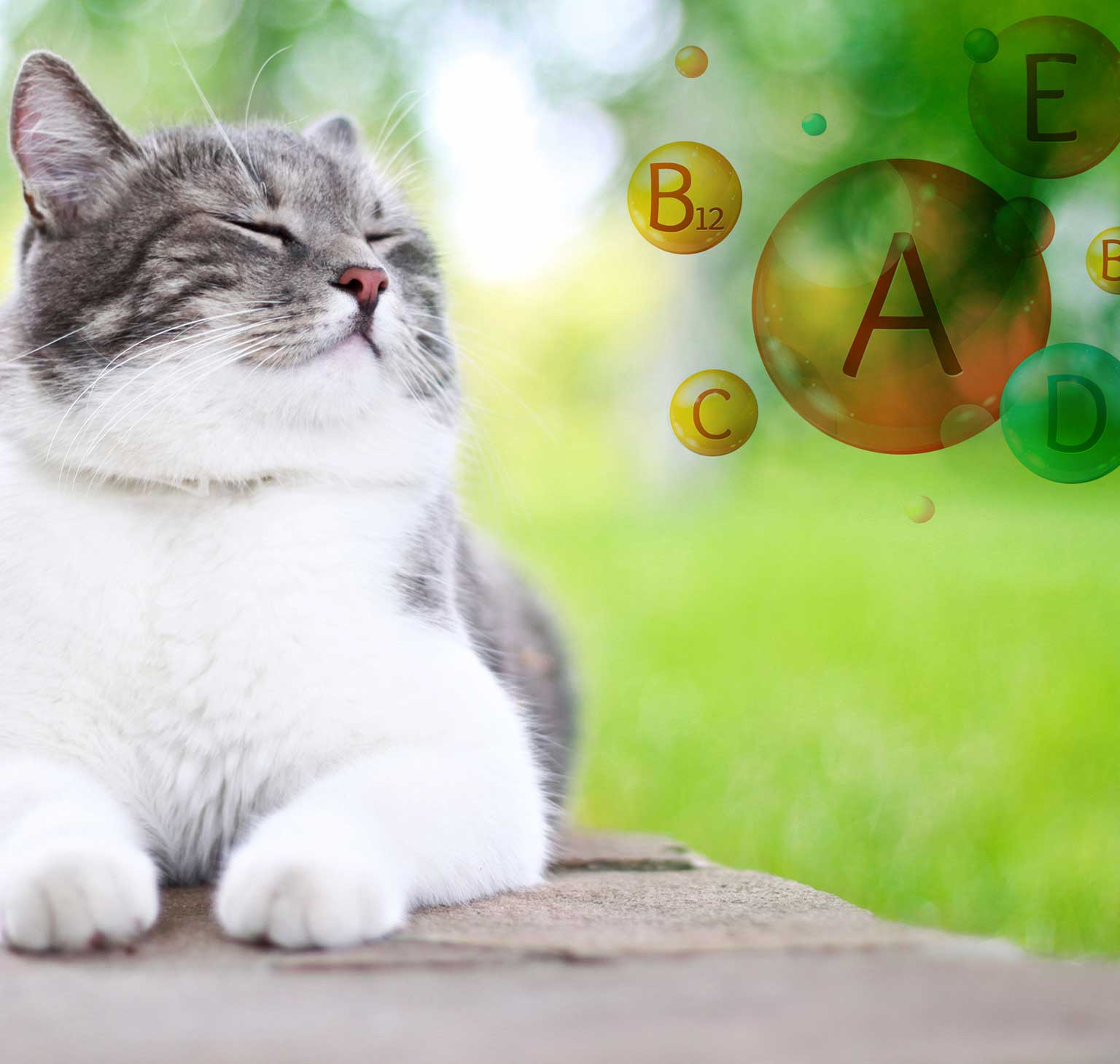 6 vitamins that are brilliant for your cat’s health