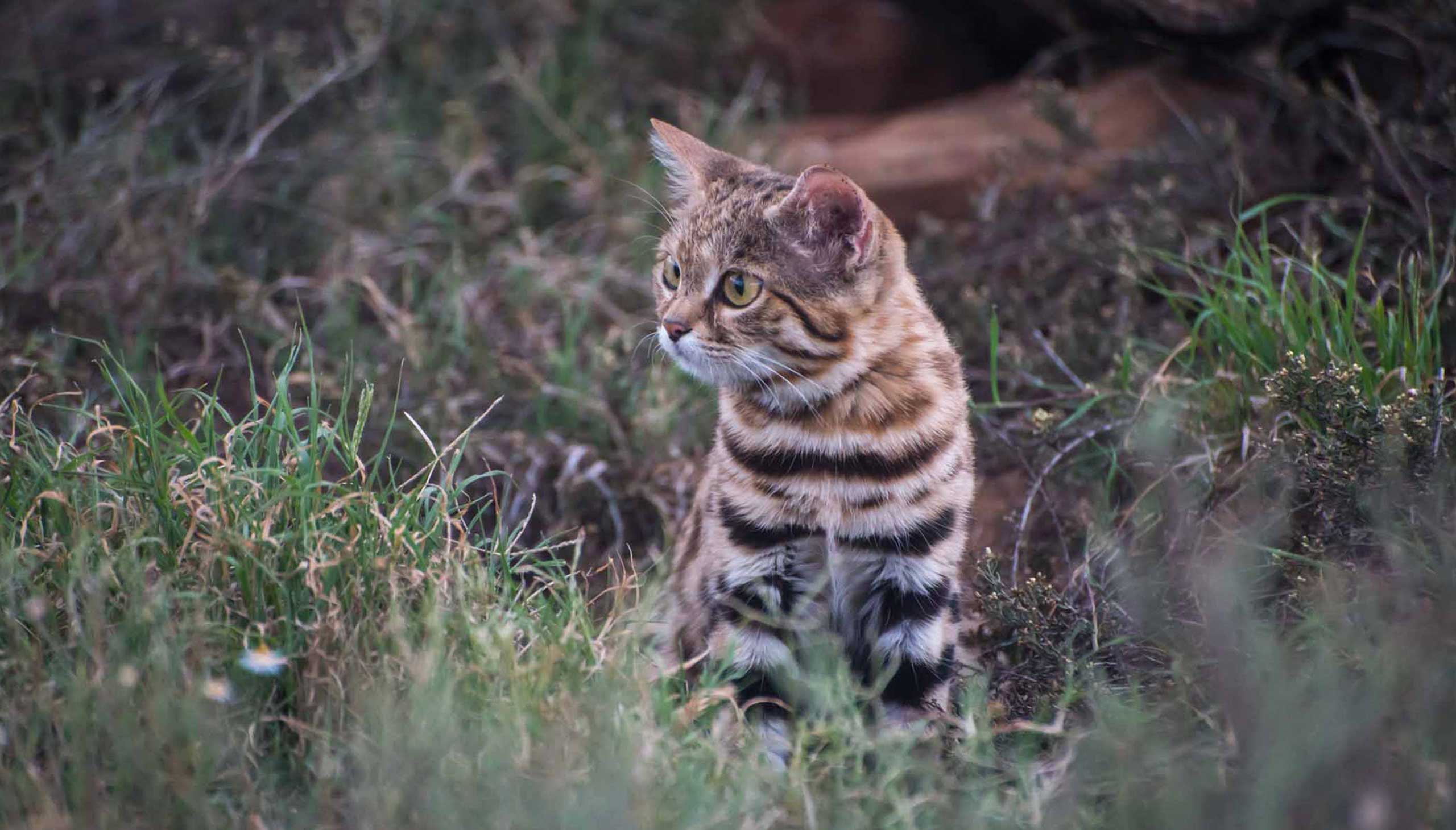 Meet the deadliest cat in the world