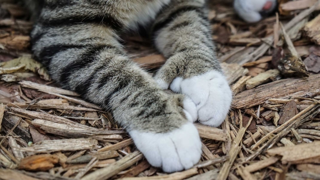 10 fun facts about polydactyl cats